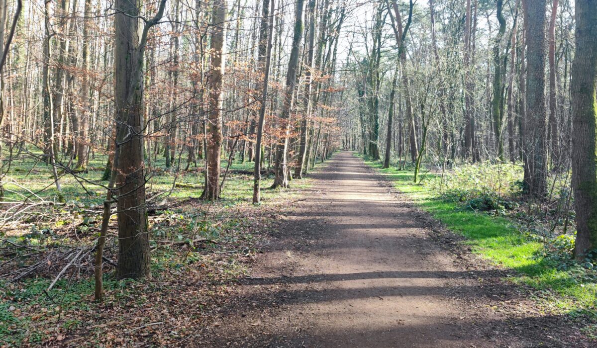 Waldweg